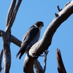 Falco peregrinus at Gundaroo, NSW - 22 Jul 2023 11:08 AM