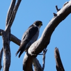 Falco peregrinus at Gundaroo, NSW - 22 Jul 2023