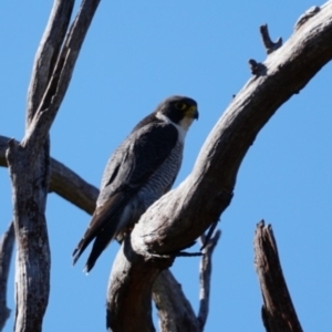 Falco peregrinus at Gundaroo, NSW - 22 Jul 2023 11:08 AM