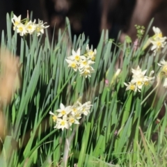 Narcissus jonquilla (Jonquil) at Wodonga - 22 Jul 2023 by KylieWaldon