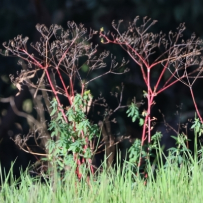 Euphorbia sp. at Wodonga - 22 Jul 2023 by KylieWaldon