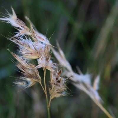 Rytidosperma sp. (Wallaby Grass) at Wodonga - 22 Jul 2023 by KylieWaldon
