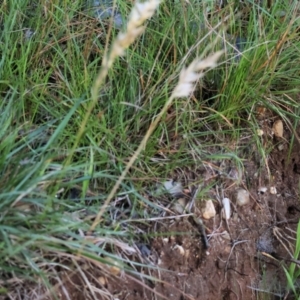 Rytidosperma sp. at Wodonga, VIC - 22 Jul 2023