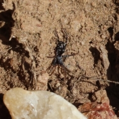 Zodariidae (family) at Wodonga, VIC - 22 Jul 2023 by KylieWaldon