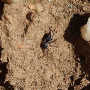 Nyssus coloripes at Wodonga, VIC - 22 Jul 2023