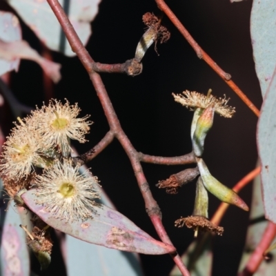 Eucalyptus albens (White Box) at Wodonga - 22 Jul 2023 by KylieWaldon