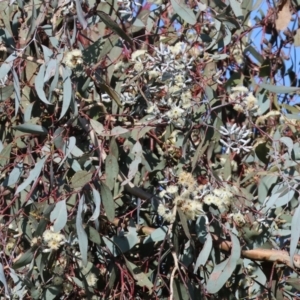 Eucalyptus albens at Wodonga, VIC - 22 Jul 2023