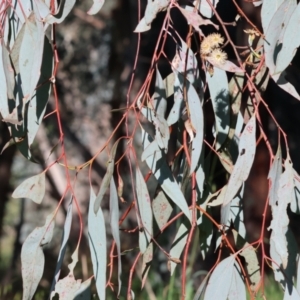 Eucalyptus albens at Wodonga, VIC - 22 Jul 2023
