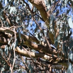 Eucalyptus albens at Wodonga, VIC - 22 Jul 2023 10:58 AM
