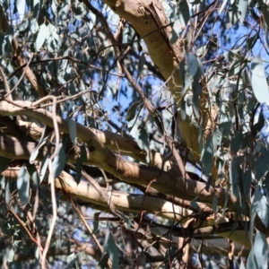 Eucalyptus albens at Wodonga, VIC - 22 Jul 2023 10:58 AM