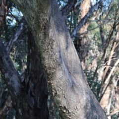 Eucalyptus albens at Wodonga, VIC - 22 Jul 2023 10:58 AM