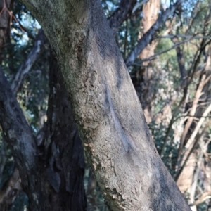 Eucalyptus albens at Wodonga, VIC - 22 Jul 2023 10:58 AM