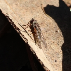 Unidentified True fly (Diptera) at Wodonga - 22 Jul 2023 by KylieWaldon
