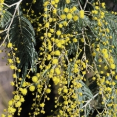 Acacia dealbata subsp. dealbata (Silver Wattle) at Kent McKoy Reserve - 22 Jul 2023 by KylieWaldon