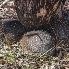 Tachyglossus aculeatus (Short-beaked Echidna) at Wingecarribee Local Government Area - 22 Jul 2023 by Aussiegall