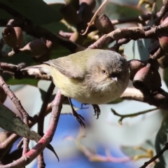 Smicrornis brevirostris (Weebill) at Wodonga - 22 Jul 2023 by KylieWaldon