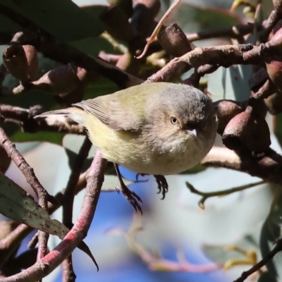 Smicrornis brevirostris (Weebill) at Wodonga - 22 Jul 2023 by KylieWaldon