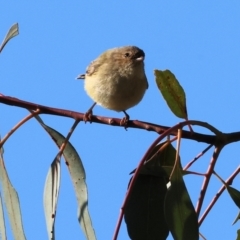 Smicrornis brevirostris at Wodonga, VIC - 22 Jul 2023