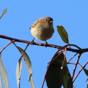 Smicrornis brevirostris at Wodonga, VIC - 22 Jul 2023 11:16 AM