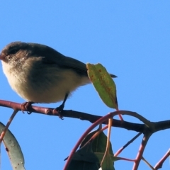 Smicrornis brevirostris at Wodonga, VIC - 22 Jul 2023 11:16 AM