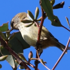 Acanthiza lineata (Striated Thornbill) at Wodonga - 22 Jul 2023 by KylieWaldon