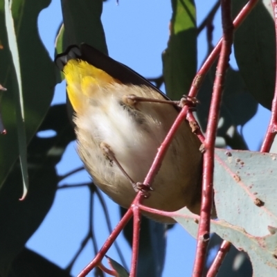 Pardalotus punctatus (Spotted Pardalote) at Wodonga - 22 Jul 2023 by KylieWaldon