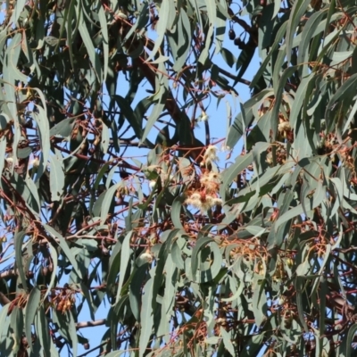 Eucalyptus sideroxylon (Mugga Ironbark) at Wodonga - 22 Jul 2023 by KylieWaldon