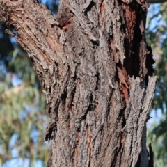 Eucalyptus sideroxylon at Wodonga, VIC - 22 Jul 2023 11:04 AM