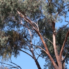 Eucalyptus sideroxylon at Wodonga, VIC - 22 Jul 2023 11:04 AM