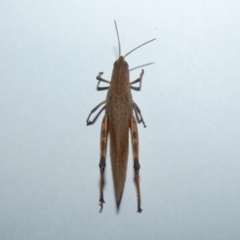 Goniaea opomaloides (Mimetic Gumleaf Grasshopper) at Canberra Central, ACT - 11 Mar 2023 by Birdy