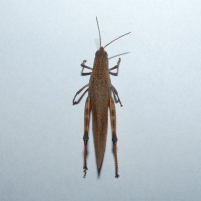 Goniaea opomaloides (Mimetic Gumleaf Grasshopper) at Canberra Central, ACT - 11 Mar 2023 by Amata