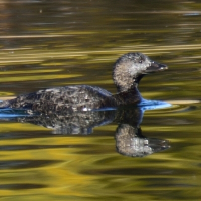 Biziura lobata (Musk Duck) at West Belconnen Pond - 22 Jul 2023 by Thurstan