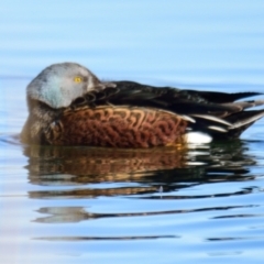 Spatula rhynchotis (Australasian Shoveler) at Dunlop, ACT - 22 Jul 2023 by Thurstan