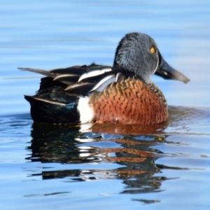 Spatula rhynchotis at Dunlop, ACT - 22 Jul 2023 10:30 AM