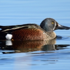 Spatula rhynchotis at Dunlop, ACT - 22 Jul 2023 10:30 AM