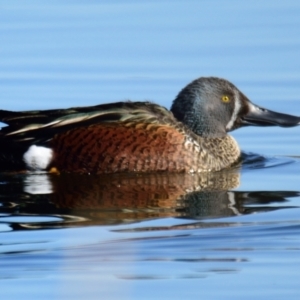 Spatula rhynchotis at Dunlop, ACT - 22 Jul 2023 10:30 AM