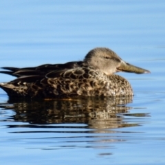 Spatula rhynchotis at Dunlop, ACT - 22 Jul 2023 10:30 AM