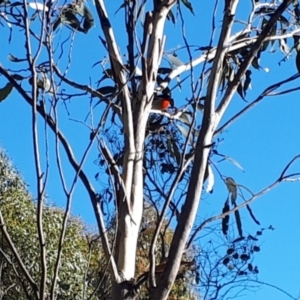 Petroica boodang at Yaouk, NSW - 11 May 2023