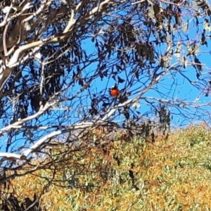 Petroica boodang at Yaouk, NSW - suppressed