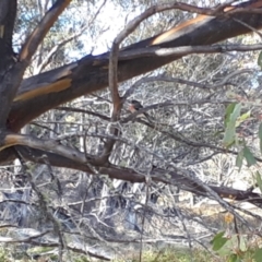 Petroica boodang (Scarlet Robin) at Yaouk, NSW - 17 May 2023 by JARS