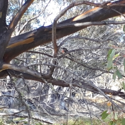 Petroica boodang (Scarlet Robin) at Yaouk, NSW - 18 May 2023 by JARS