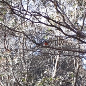 Petroica boodang at Yaouk, NSW - suppressed