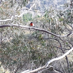 Petroica boodang at Yaouk, NSW - 5 Jun 2023