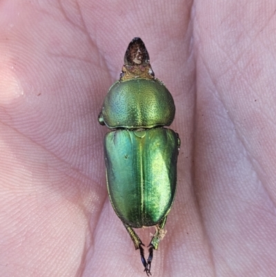 Lamprima aurata (Golden stag beetle) at Kambah, ACT - 22 Jul 2023 by AaronClausen