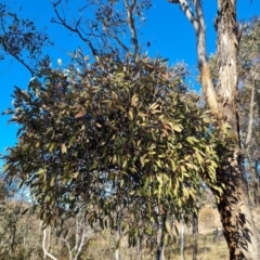 Muellerina eucalyptoides (Creeping Mistletoe) at Isaacs Ridge and Nearby - 22 Jul 2023 by Mike
