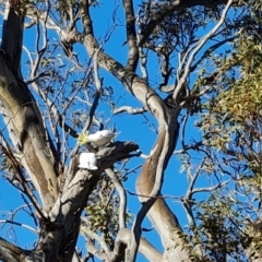 Cacatua galerita (Sulphur-crested Cockatoo) at O'Malley, ACT - 22 Jul 2023 by Mike