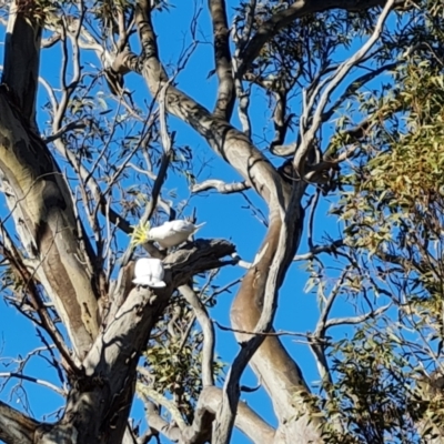 Cacatua galerita (Sulphur-crested Cockatoo) at Mount Mugga Mugga - 22 Jul 2023 by Mike