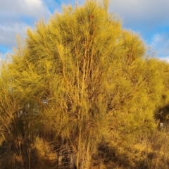 Allocasuarina verticillata (Drooping Sheoak) at Isaacs Ridge and Nearby - 21 Jul 2023 by Mike