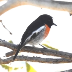 Petroica boodang (Scarlet Robin) at Gigerline Nature Reserve - 22 Jul 2023 by JohnBundock