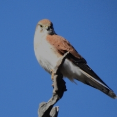 Falco cenchroides (Nankeen Kestrel) at Tuggeranong, ACT - 22 Jul 2023 by JohnBundock